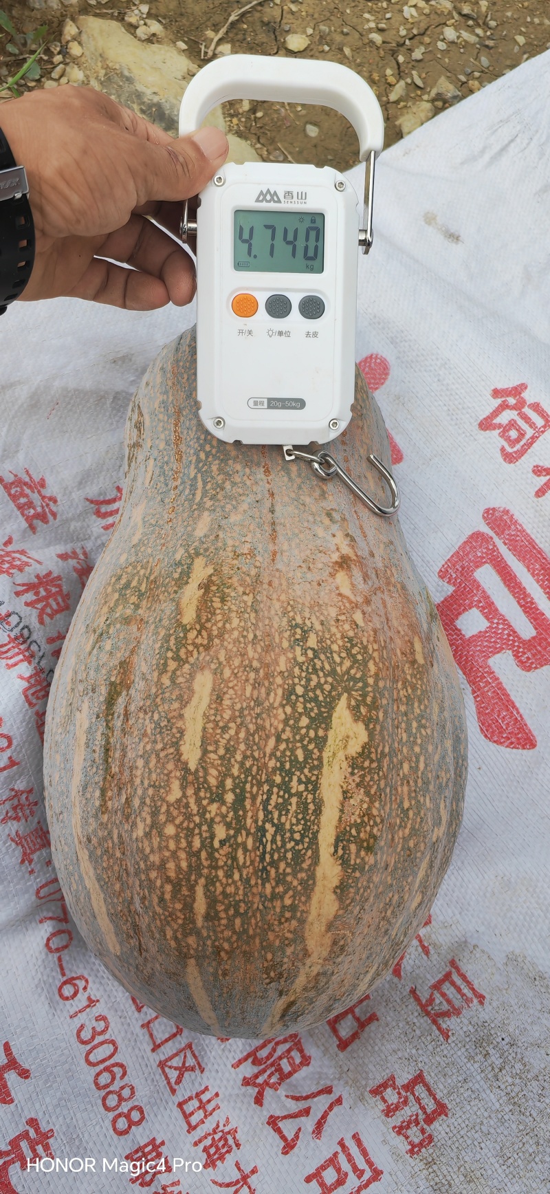 蜜本南瓜，全国发货，保质保量，诚信经营，可视频看货