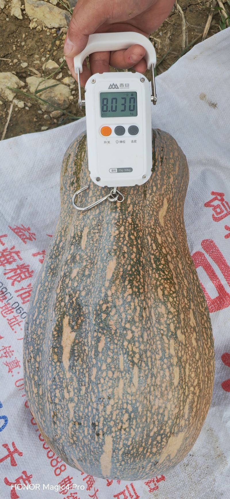 蜜本南瓜，全国发货，保质保量，诚信经营，可视频看货