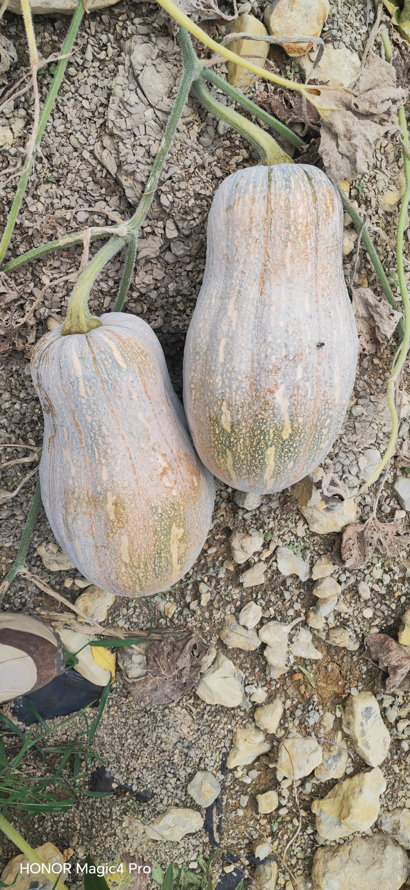蜜本南瓜，全国发货，保质保量，诚信经营，可视频看货
