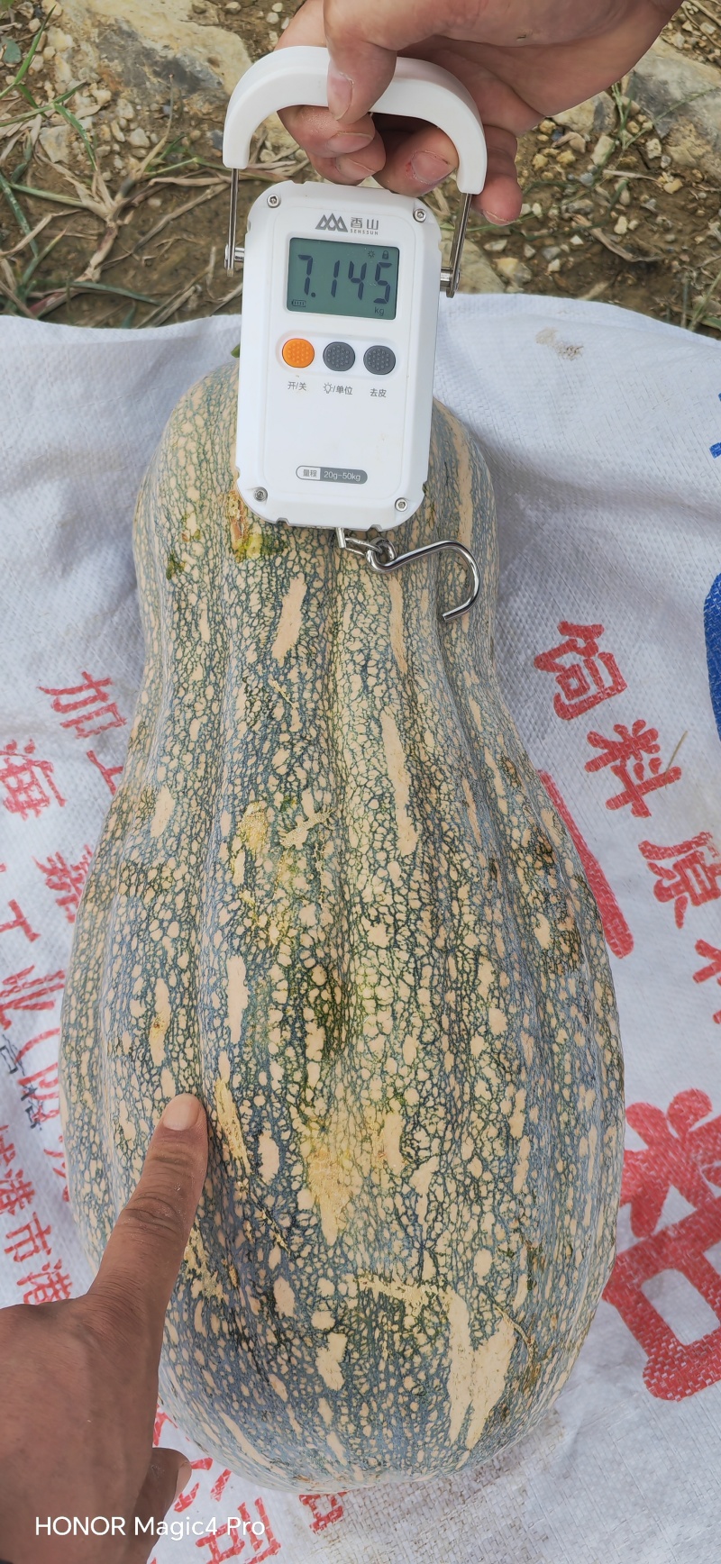蜜本南瓜，全国发货，保质保量，诚信经营，可视频看货
