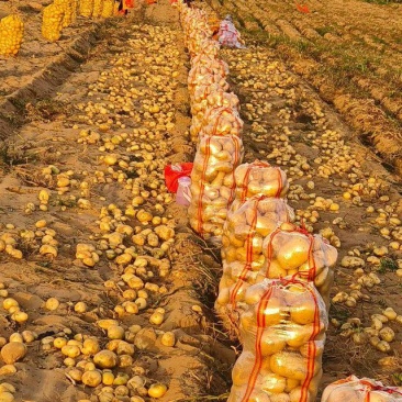 陕西榆林黄心土豆沃土希森土豆产地直发一手货源