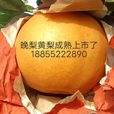 晚秋黄梨，安徽晚秋黄梨，大量上市品质保证，可视频看货欢迎