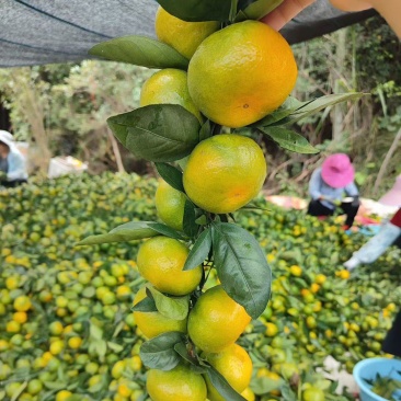 寻乌蜜桔特早，皮薄多汁，脆甜可口，看货订果园