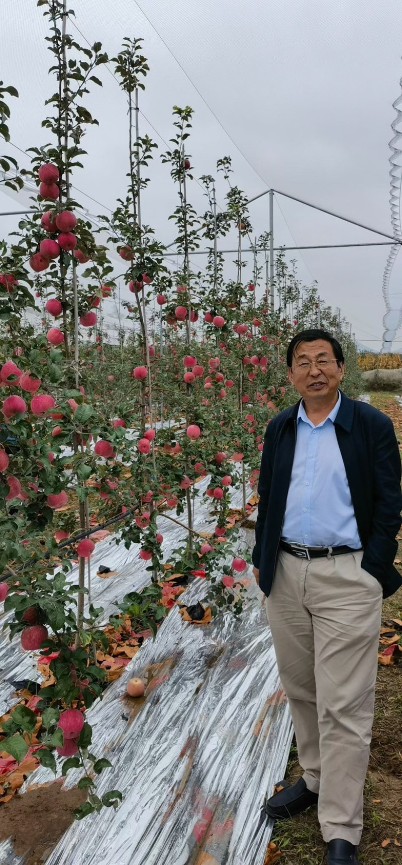 秦脆苹果已经上市，全国发货，产地直发，欢迎进店沟通选购