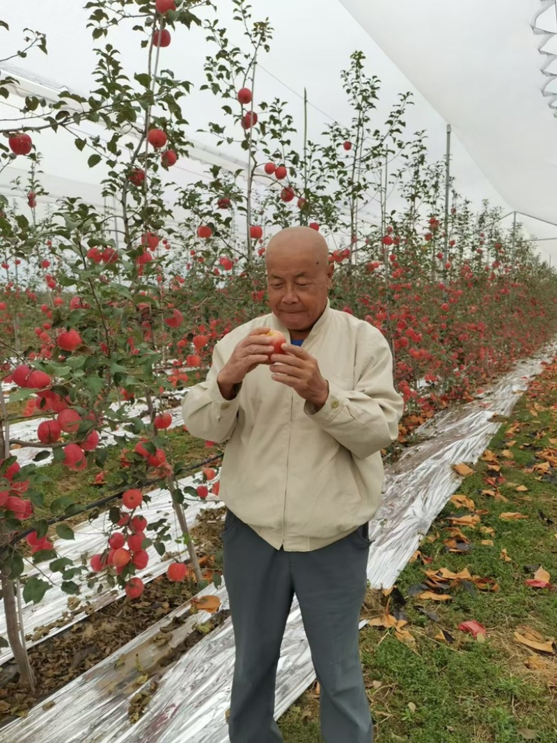 秦脆苹果已经上市，全国发货，产地直发，欢迎进店沟通选购