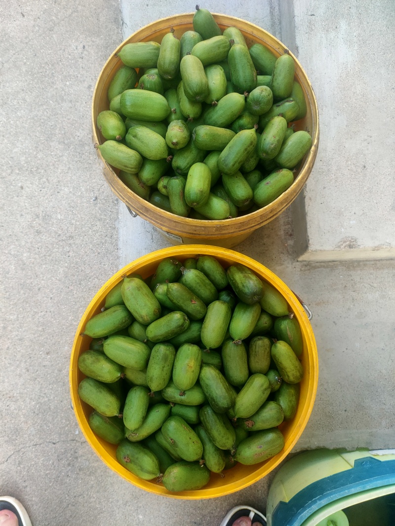酸枣猕猴桃龙城二号