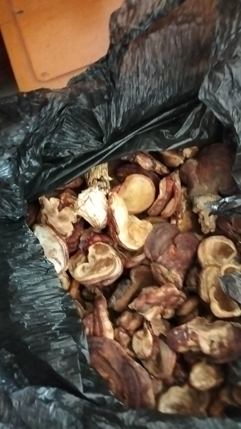 灵芝、鹿角灵芝出售