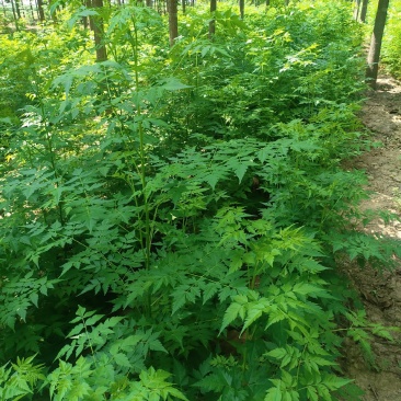 苦楝苗1-3公分，苦楝2公分，3公分苦楝
