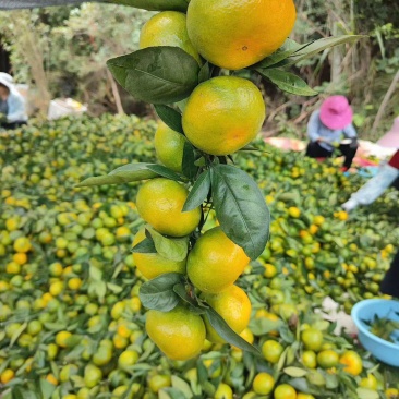 寻乌普早蜜桔蜜橘柑桔皮薄多汁江西蜜橘脆甜可口果园直发
