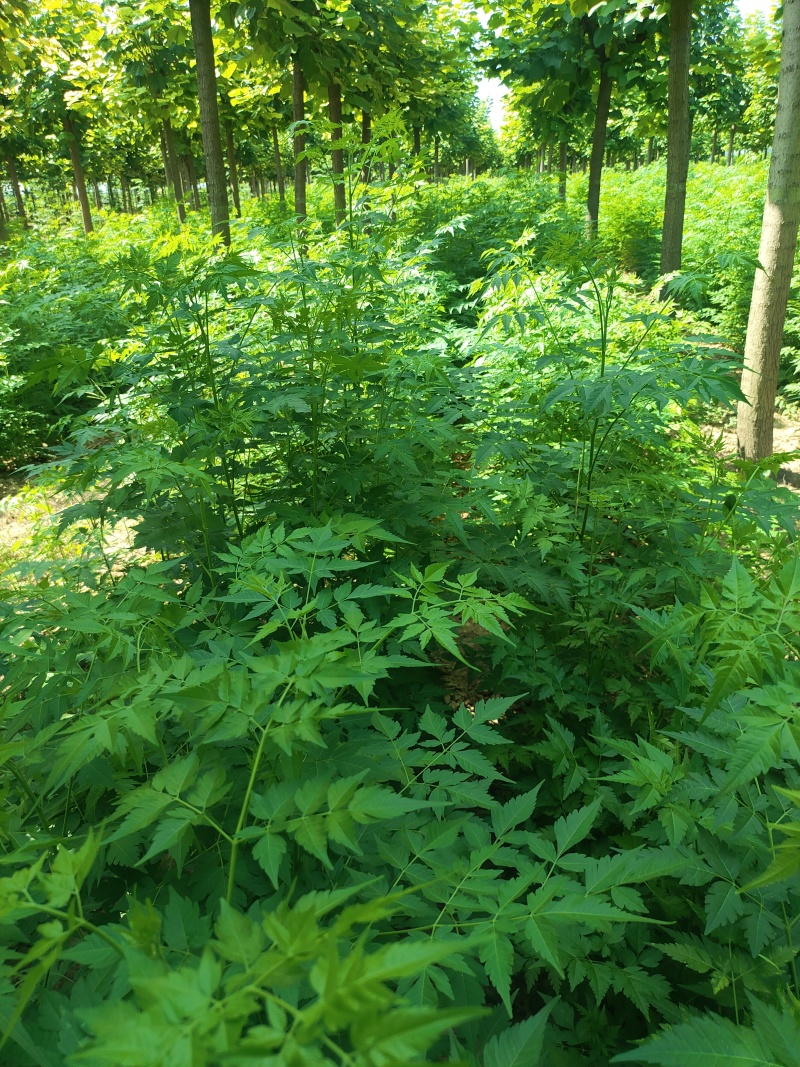 苦楝苗1-3公分，苦楝2公分，3公分苦楝