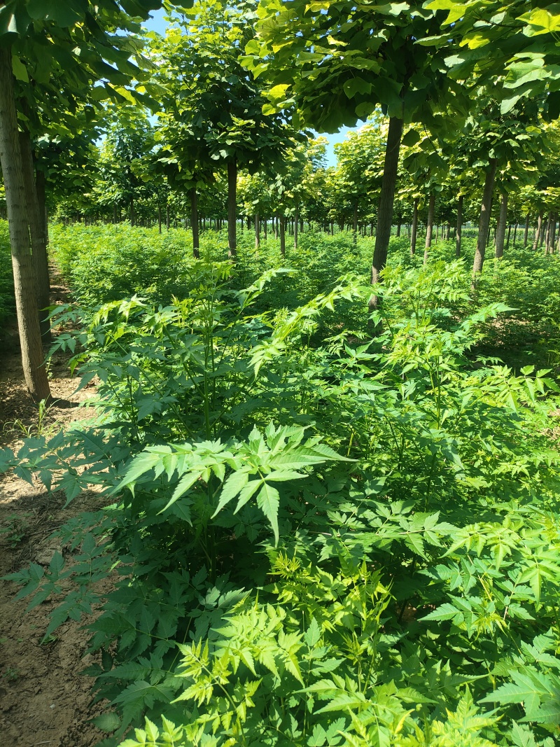 苦楝苗1-3公分，苦楝2公分，3公分苦楝