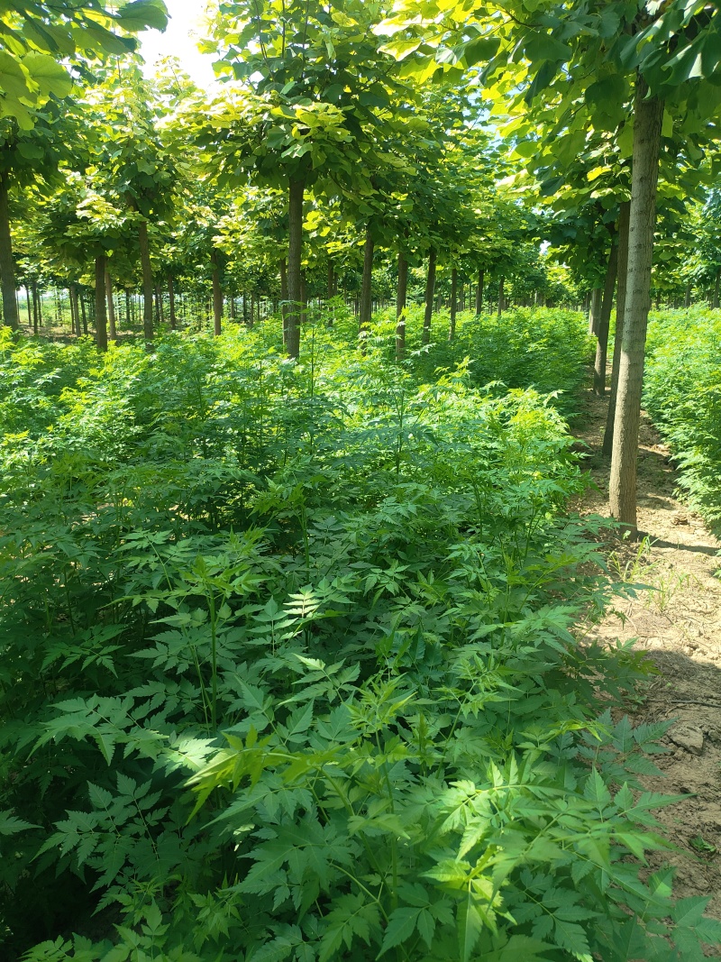 苦楝苗1-3公分，苦楝2公分，3公分苦楝