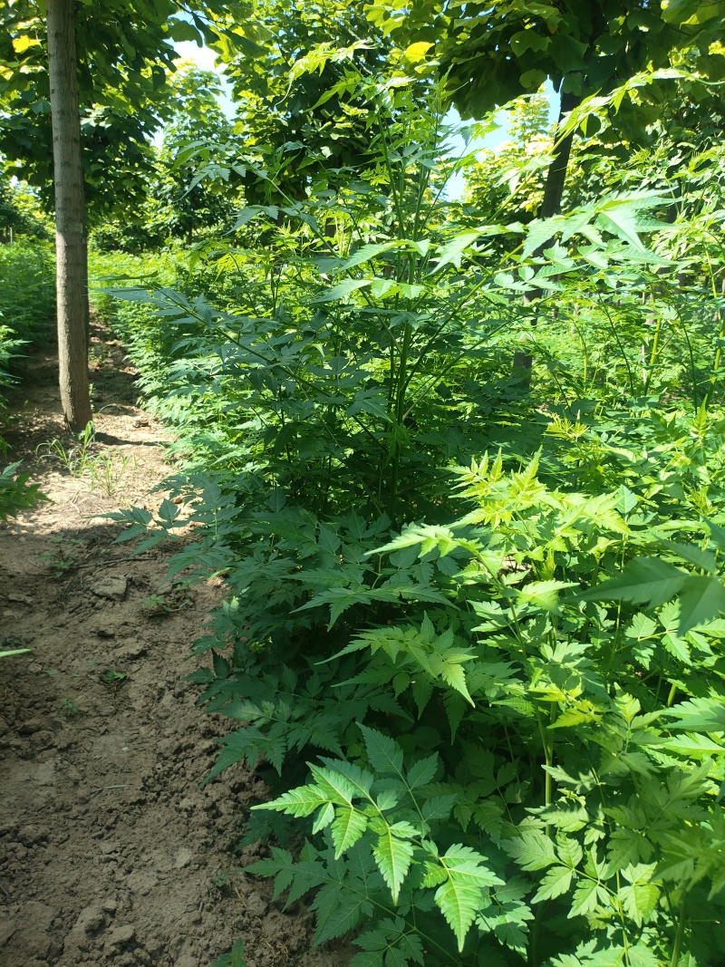 苦楝苗1-3公分，苦楝2公分，3公分苦楝