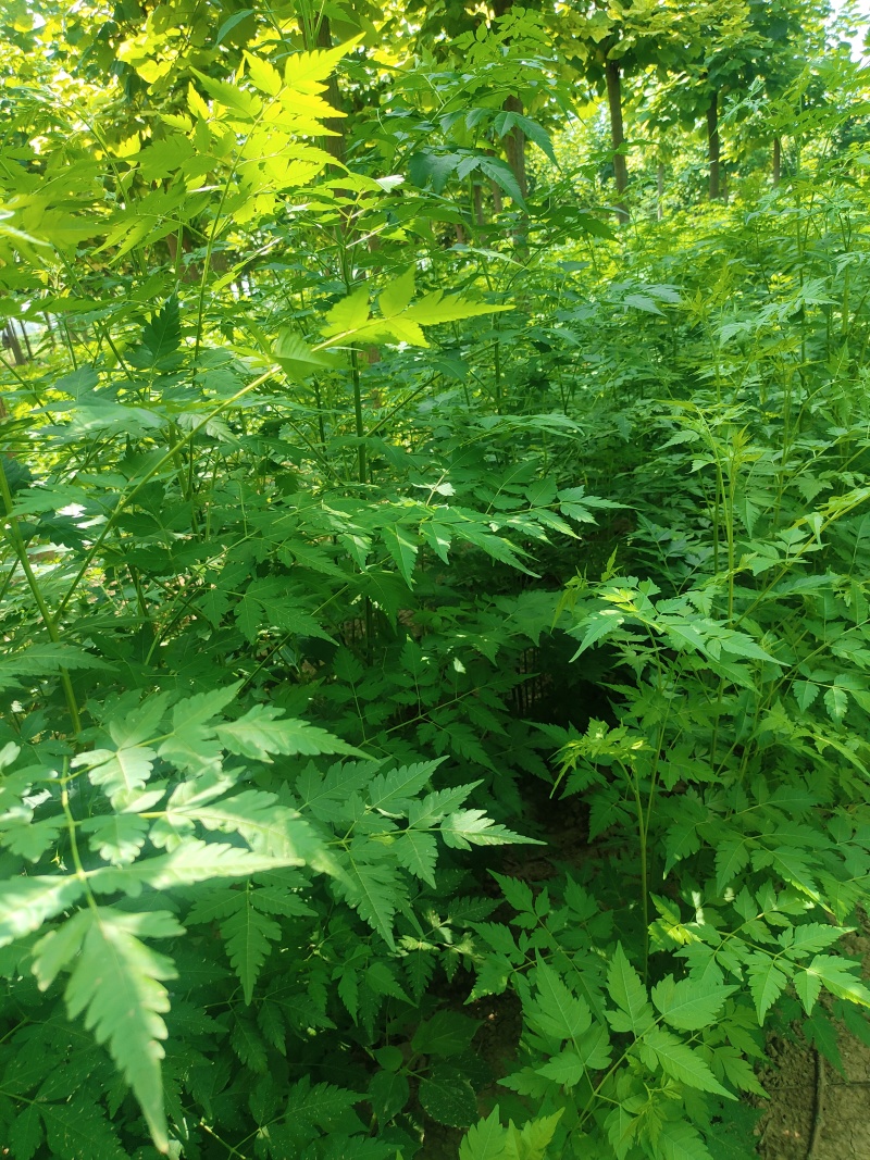 苦楝苗1-3公分，苦楝2公分，3公分苦楝