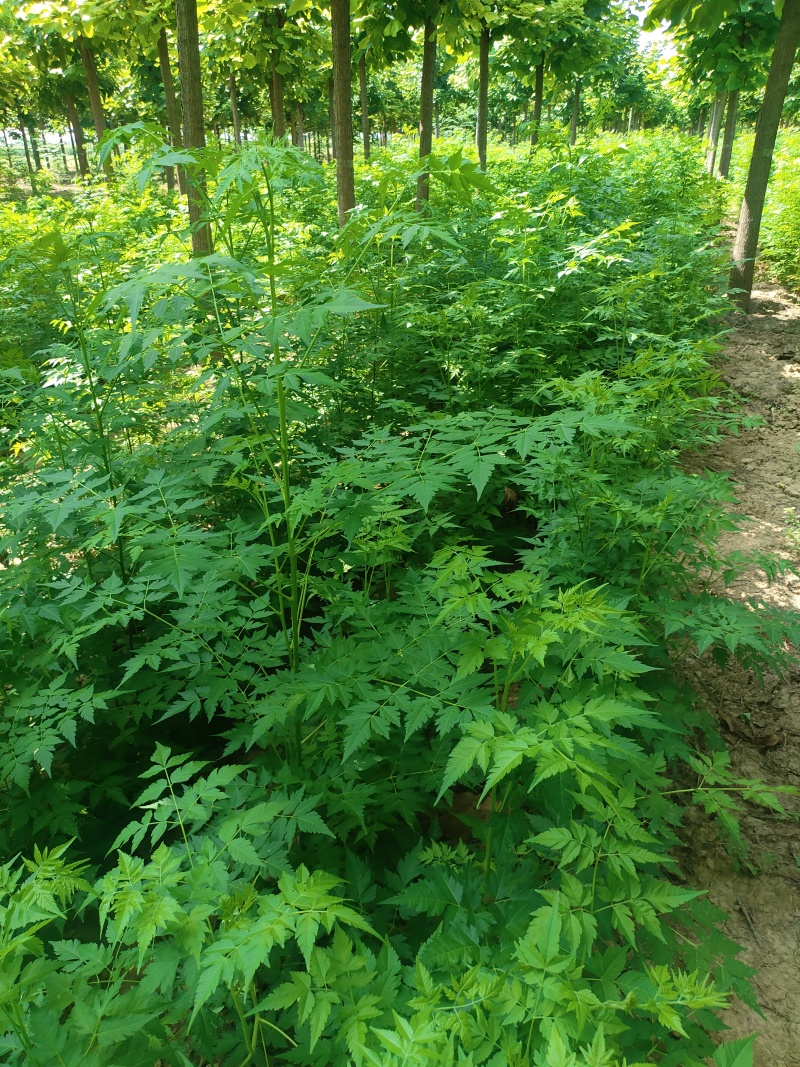 苦楝苗1-3公分，苦楝2公分，3公分苦楝