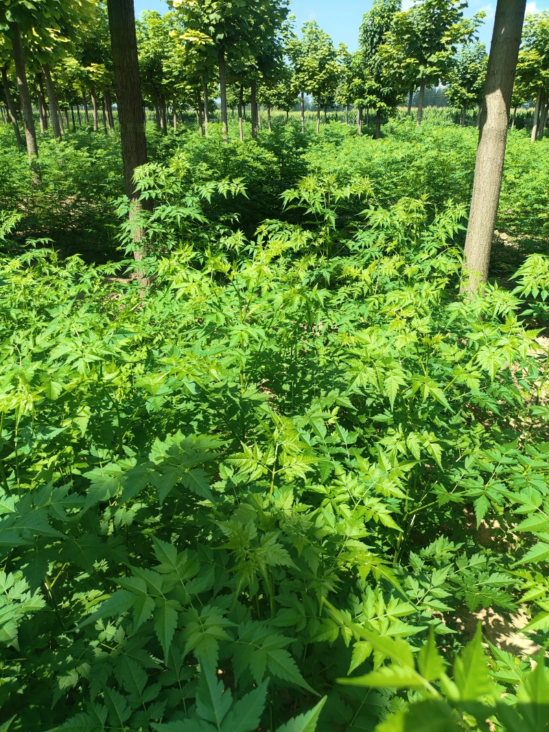 苦楝苗1-3公分，苦楝2公分，3公分苦楝
