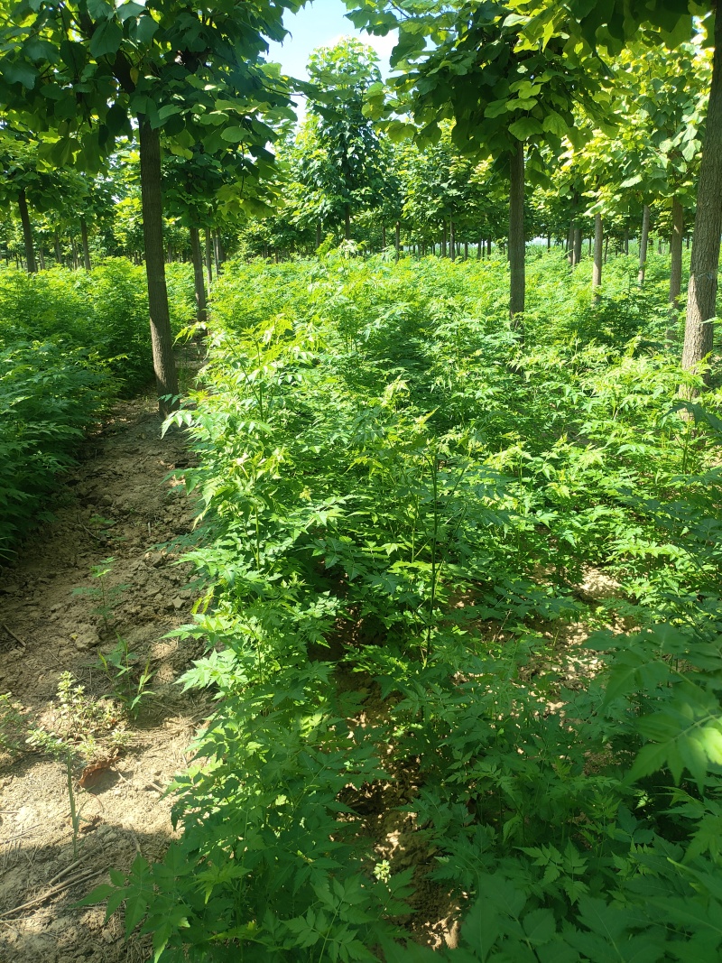 苦楝苗1-3公分，苦楝2公分，3公分苦楝