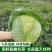 《奥奇娜甘蓝》江苏东台基地直发保质保量对接商超团购一条龙