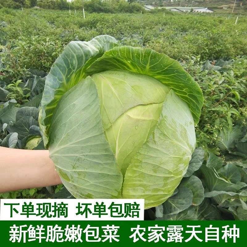 《奥奇娜甘蓝》江苏东台基地直发保质保量对接商超团购一条龙