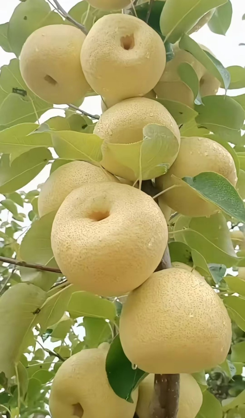 砀山酥梨🍐水分充足有******一件代发