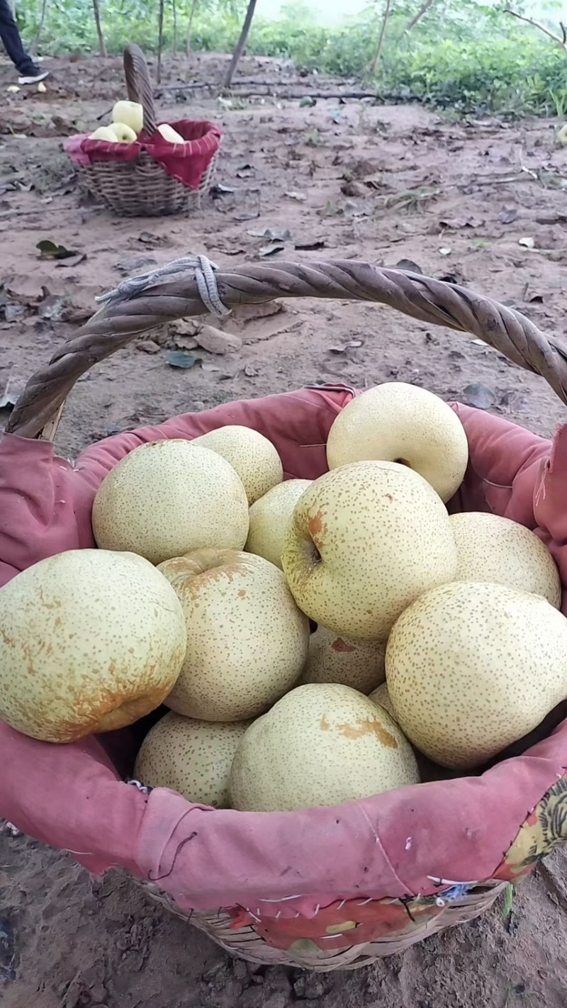 砀山酥梨🍐水分充足有******一件代发