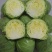 《奥奇娜甘蓝》江苏东台基地直发保质保量对接商超团购一条龙