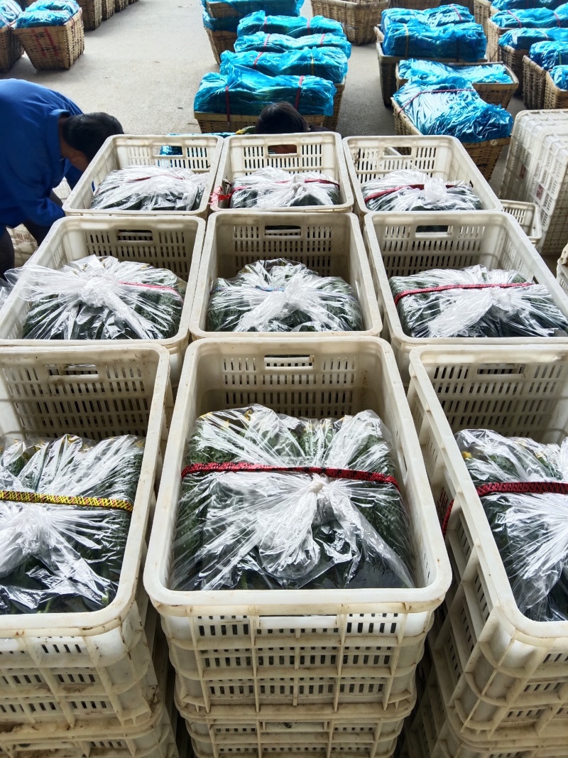 精品密刺黄瓜大量有货