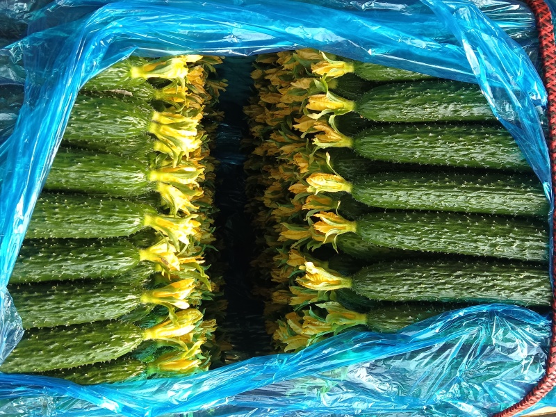 精品密刺黄瓜大量有货