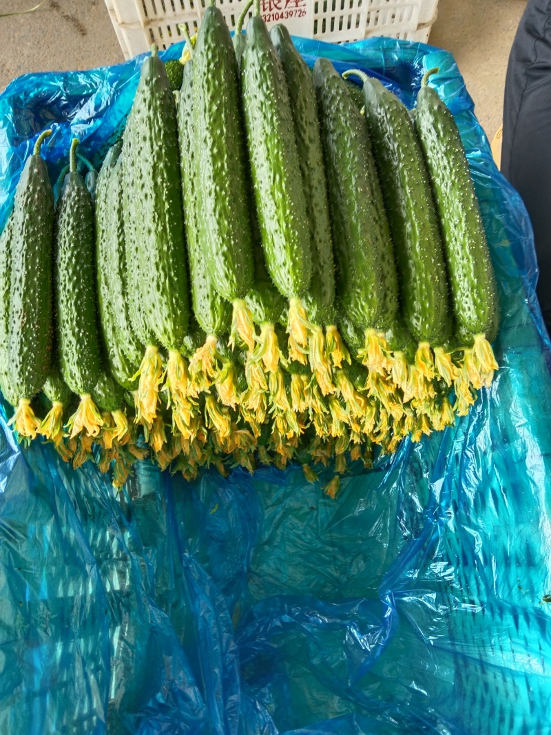 精品密刺黄瓜大量有货