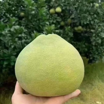 度尾文旦柚中支烟孔