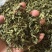 丁香叶茶用药用看图收货保真保量包邮
