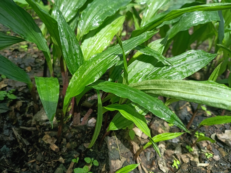 毛慈菇种苗