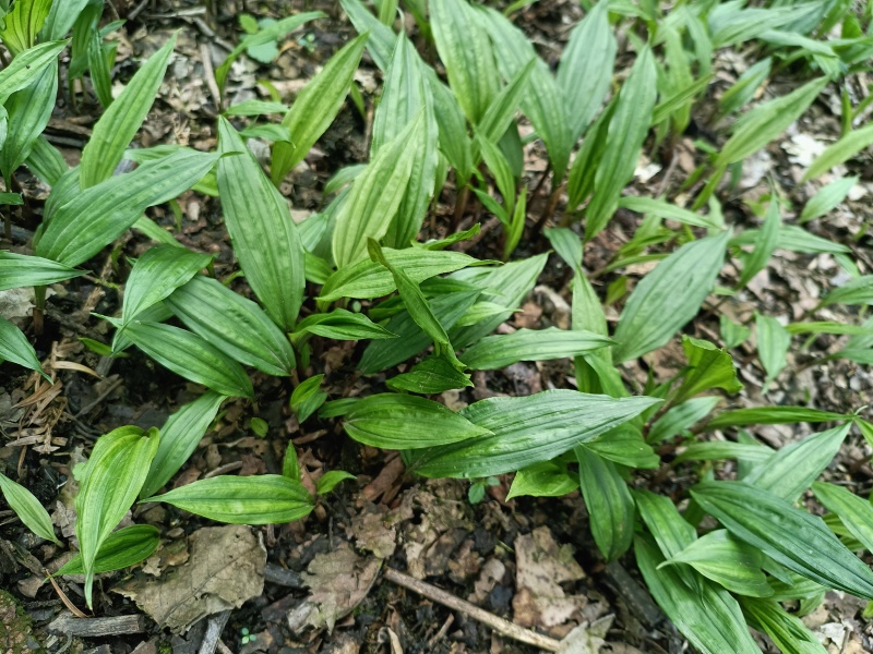毛慈菇种苗