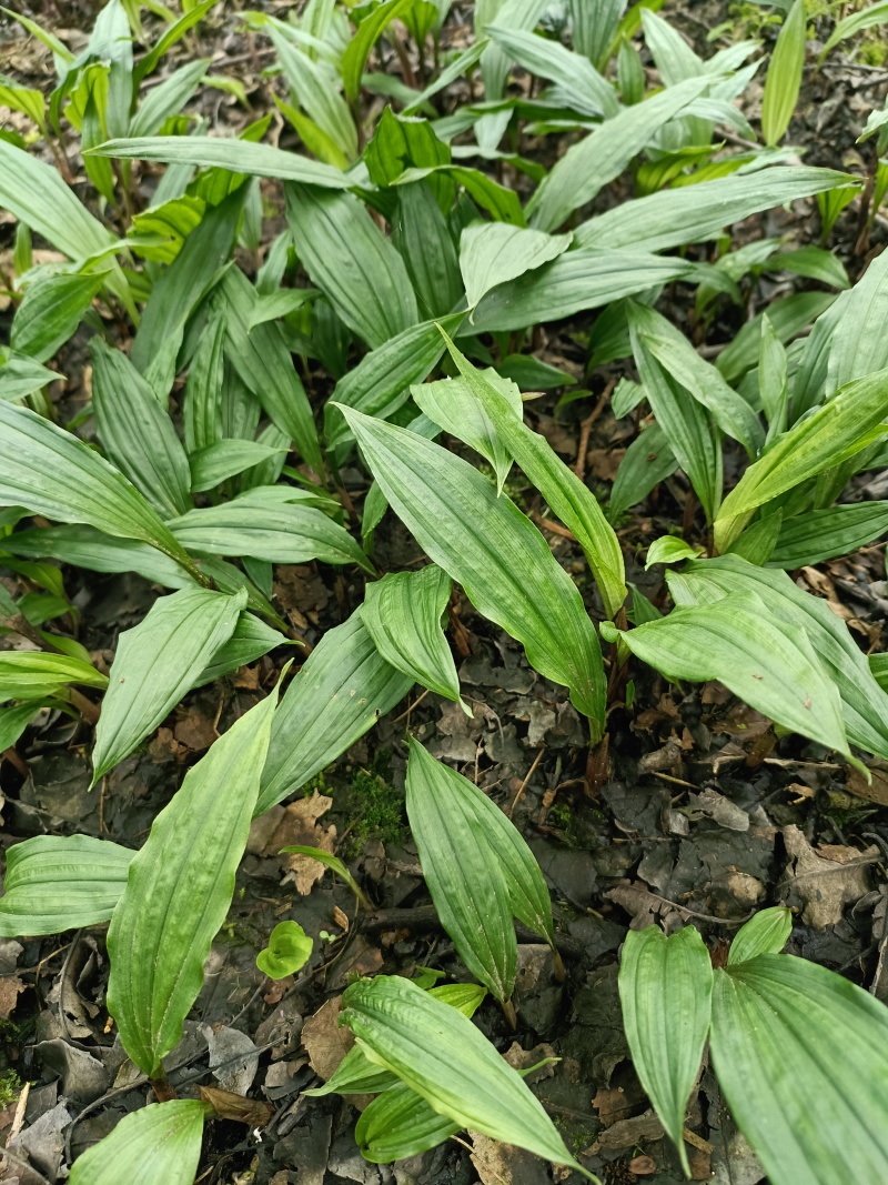 毛慈菇种苗