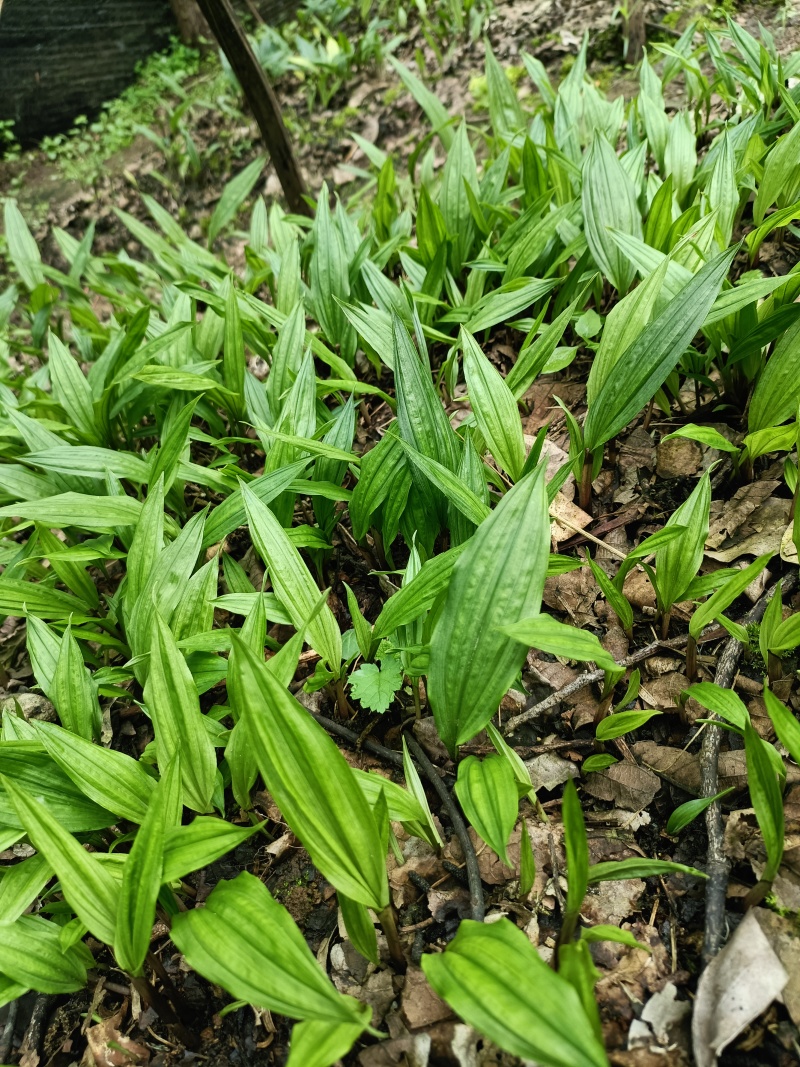 毛慈菇种苗