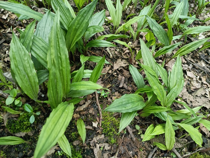毛慈菇种苗