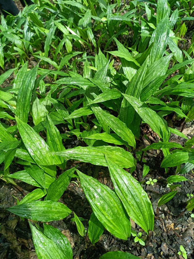 毛慈菇种苗
