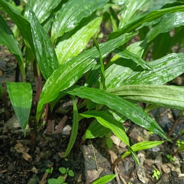 毛慈菇种苗
