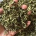 丁香叶茶用药用看图收货保真保量包邮