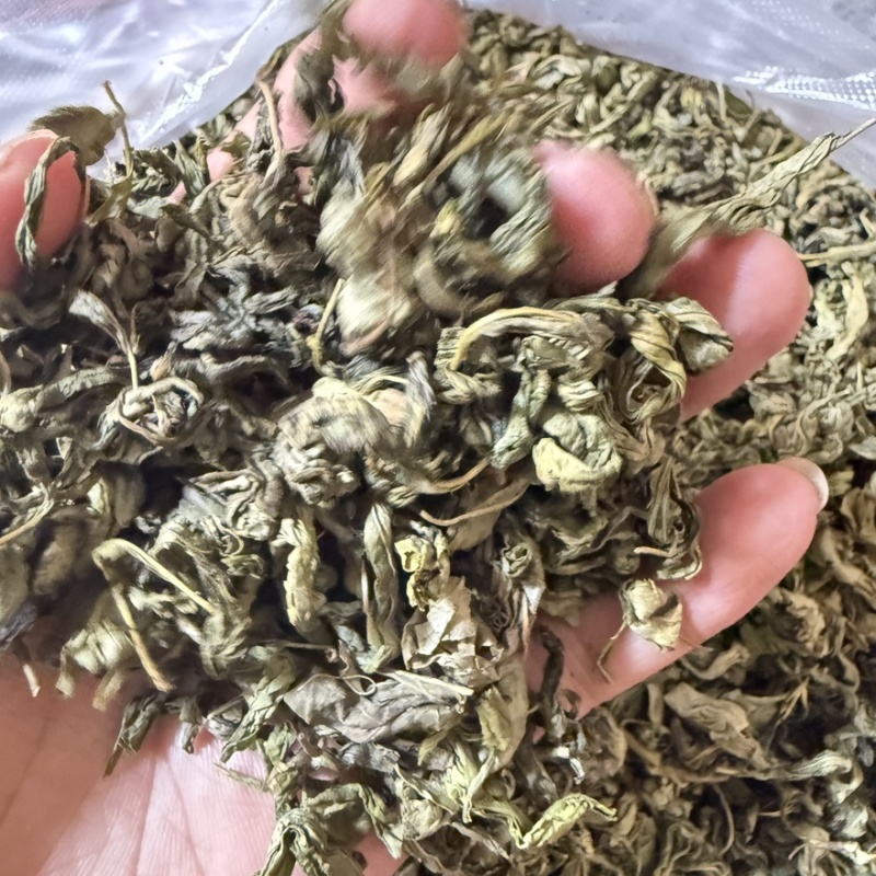 丁香叶茶用药用看图收货保真保量包邮