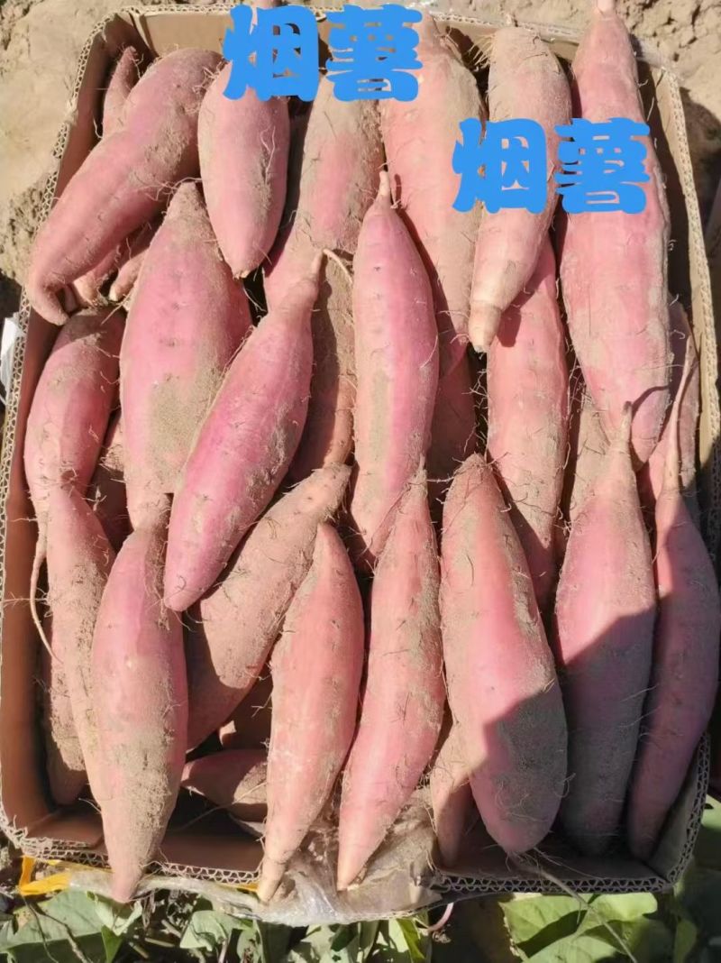 沙地红薯，玛莎力。烟薯，西瓜红产地直发欢迎采购