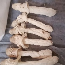贵州特产竹荪，15厘米以上，鲜香美味，健康营养，品质保证！