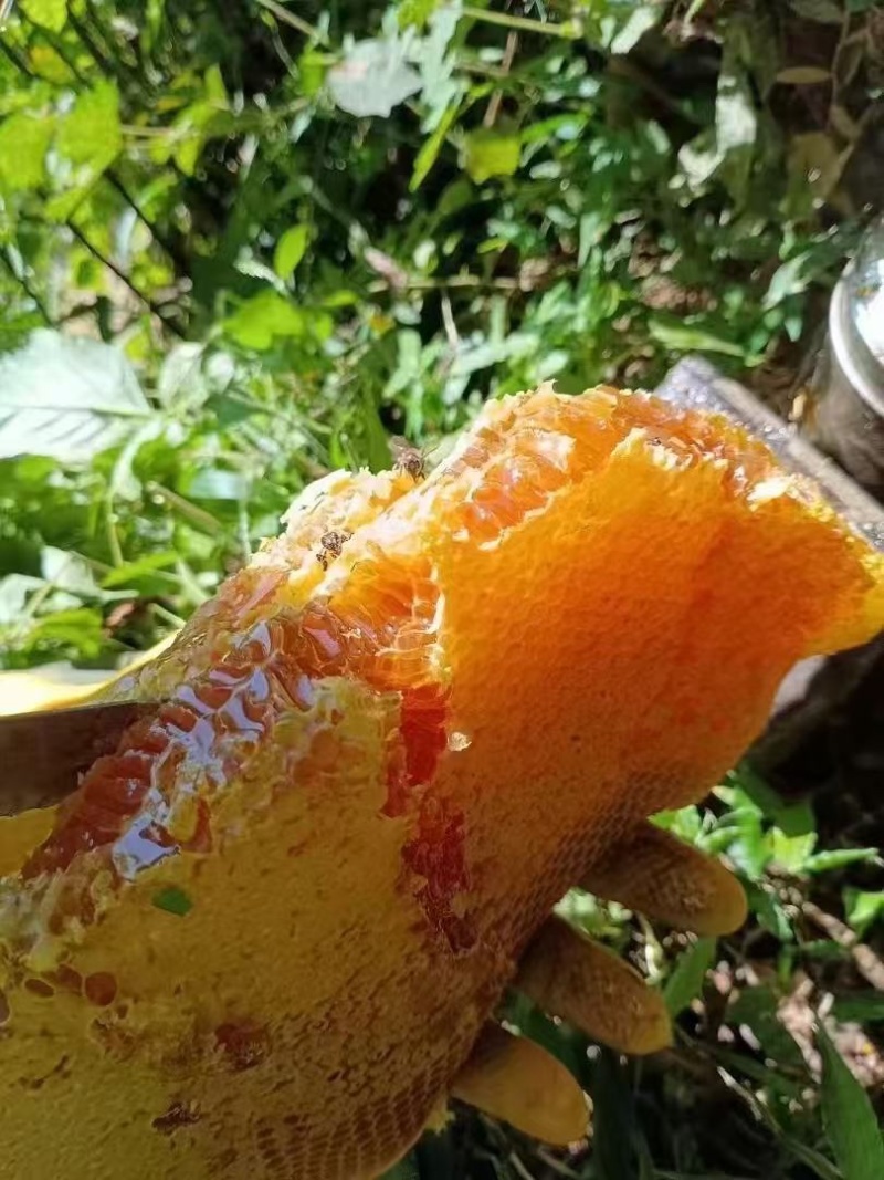 云南纯野生蜂蜜货源充足对接全国量大从优欢迎采购正在热卖