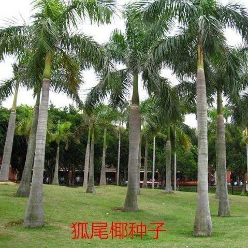 狐尾椰子种子林木种籽四季多年生景观绿化工程观果千丝菩提种