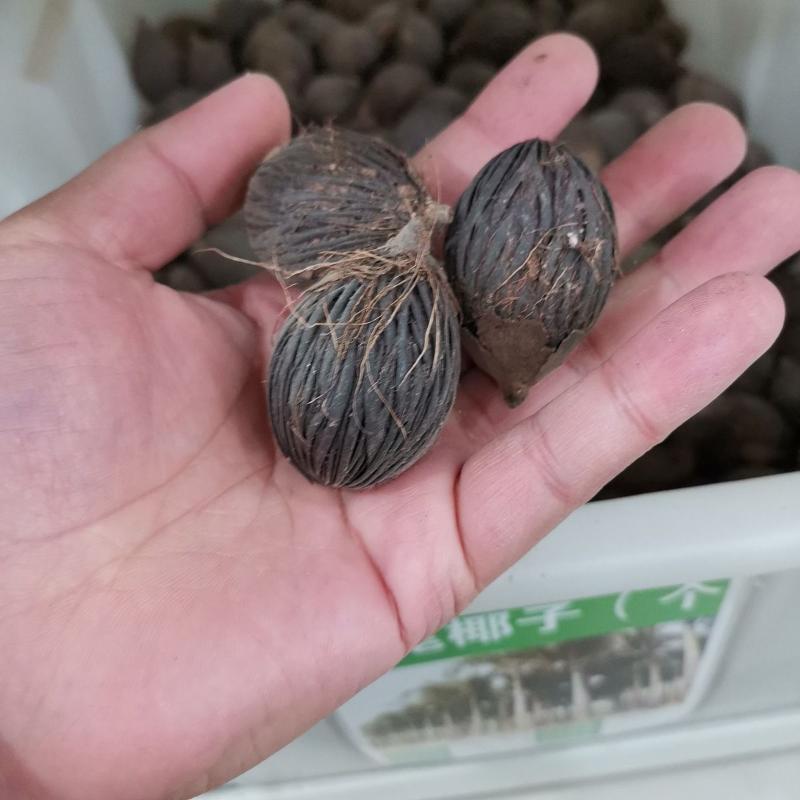 狐尾椰子种子林木种籽四季多年生景观绿化工程观果千丝菩提种