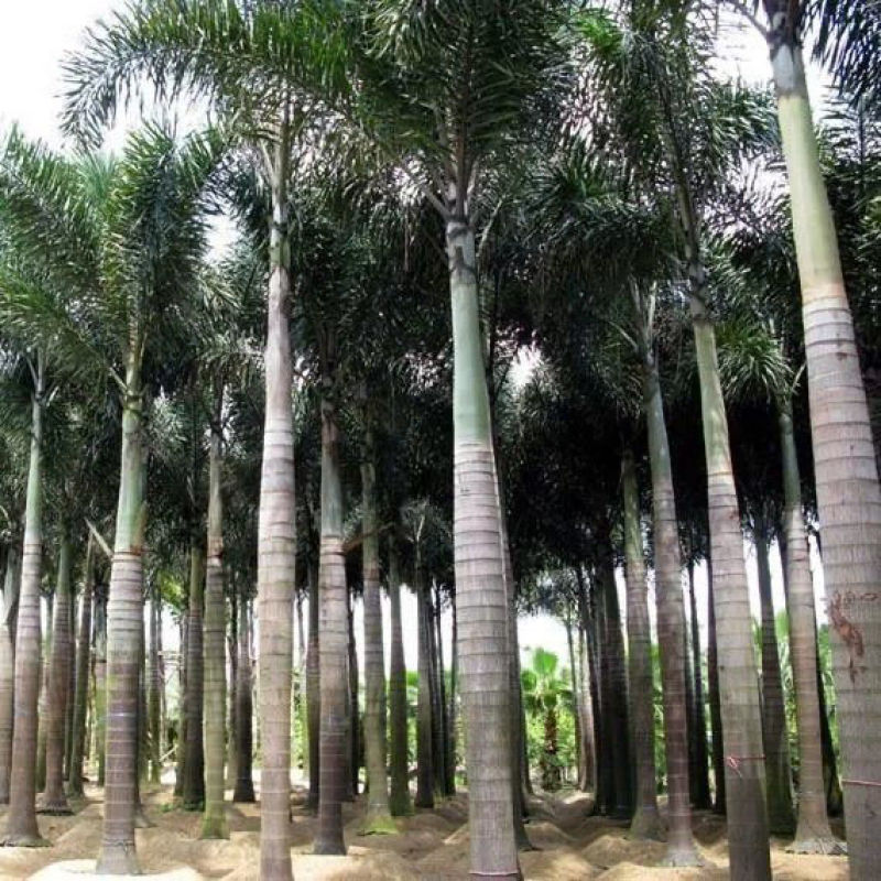 狐尾椰子种子林木种籽四季多年生景观绿化工程观果千丝菩提种