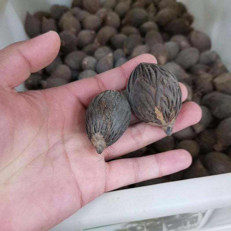 狐尾椰子种子林木种籽四季多年生景观绿化工程观果千丝菩提种