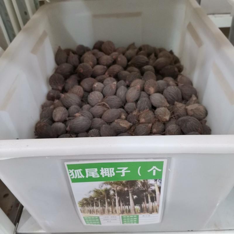 狐尾椰子种子林木种籽四季多年生景观绿化工程观果千丝菩提种
