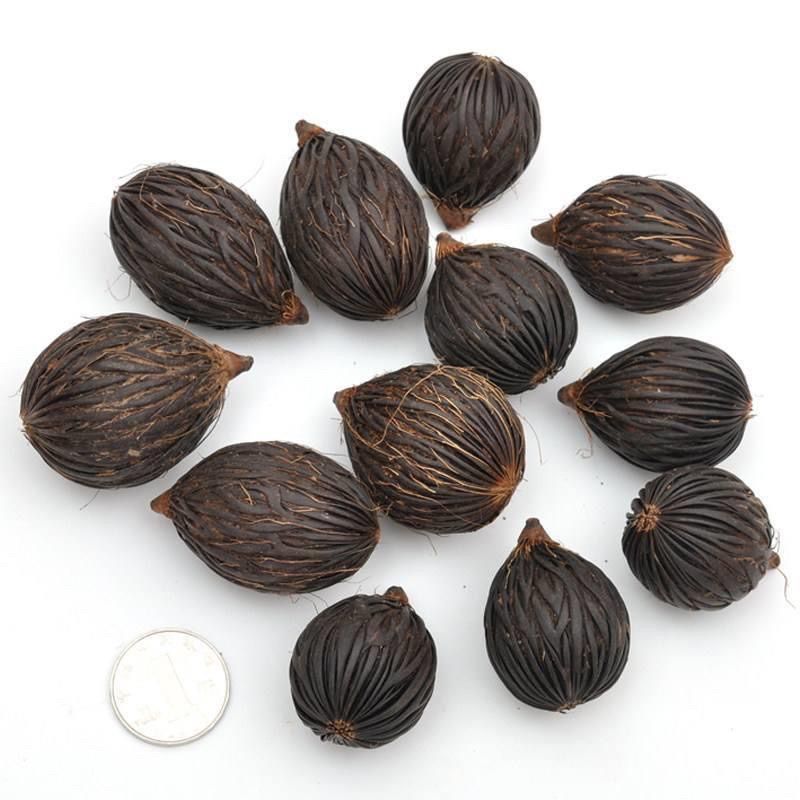 狐尾椰子种子林木种籽四季多年生景观绿化工程观果千丝菩提种