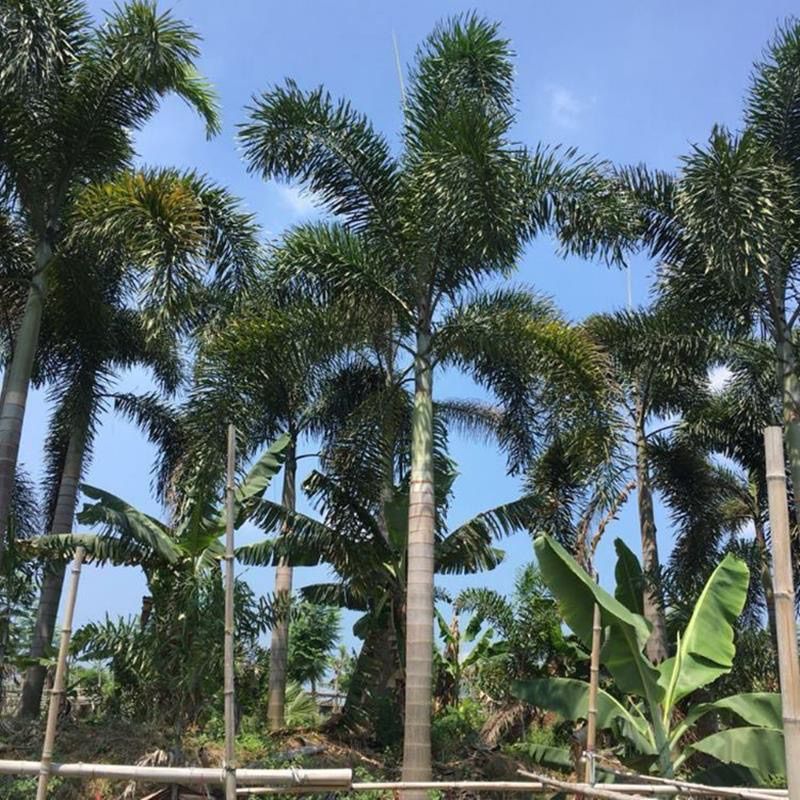 狐尾椰子种子林木种籽四季多年生景观绿化工程观果千丝菩提种